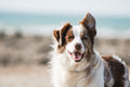 Self-Cleaning Slicker Brush for Cats & Dogs